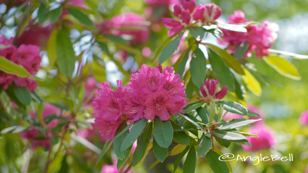 エレガンス (石楠花) Flower Photo1