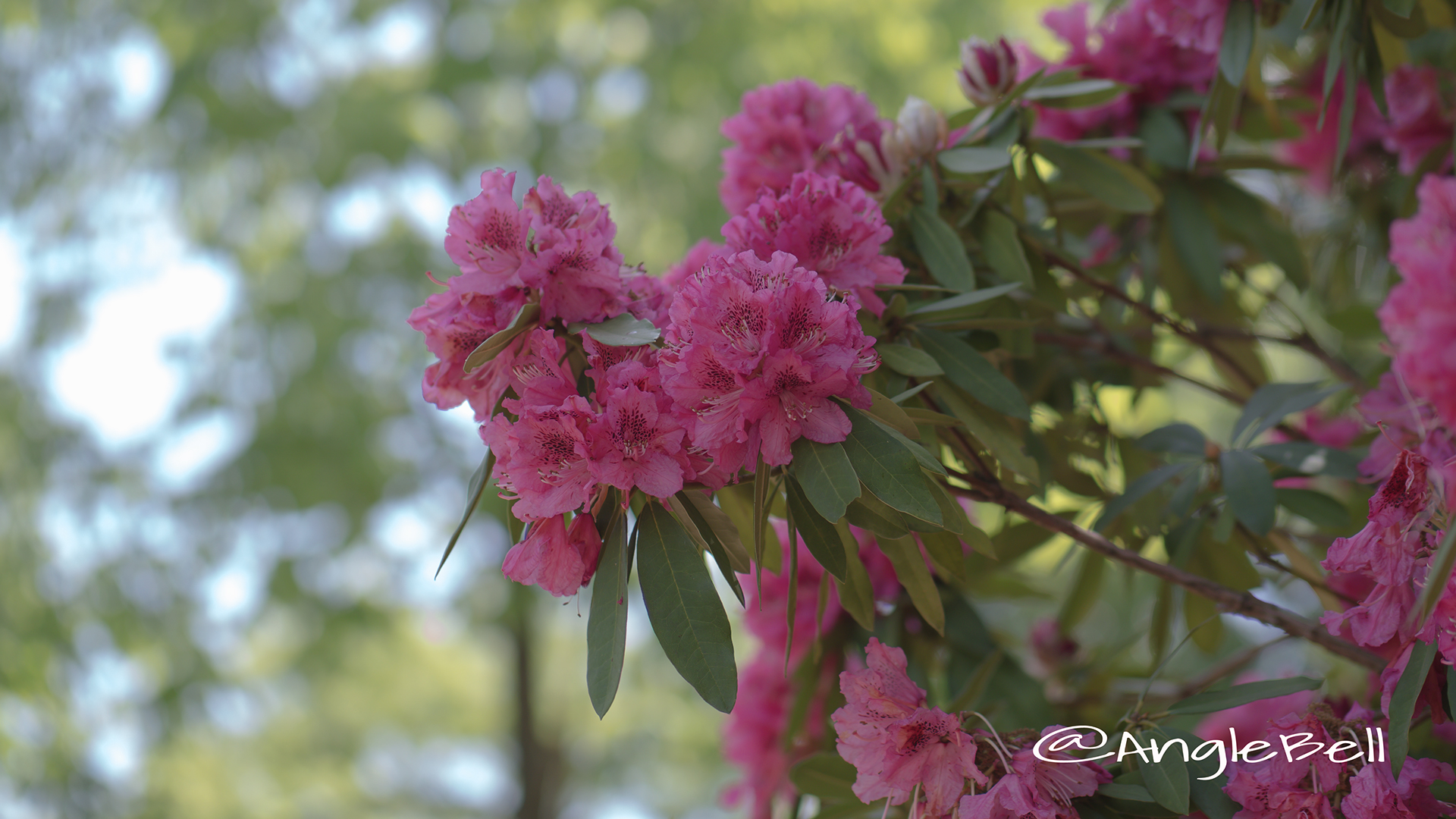 エレガンス (石楠花) Flower Photo2