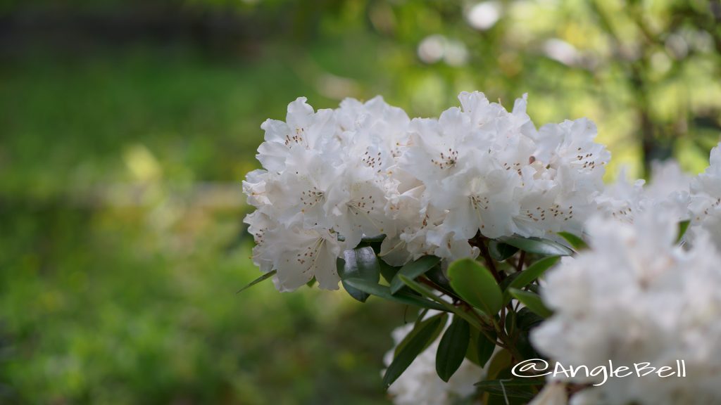 ウェディング・ブーケ (石楠花) Flower Photo1