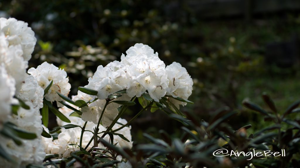 ヤクシマシャクナゲ 屋久島石楠花 Flower Photo1