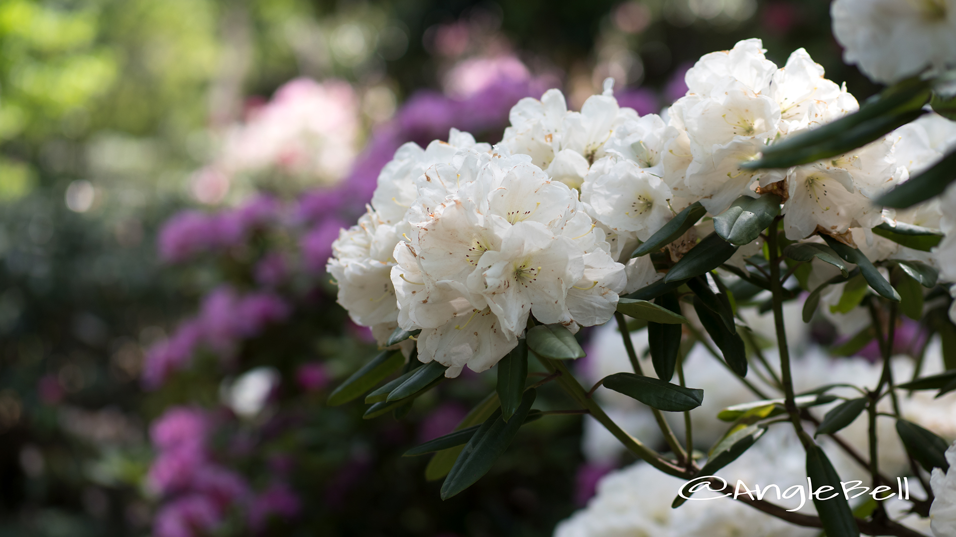 ヤクシマシャクナゲ 屋久島石楠花 Flower Photo3