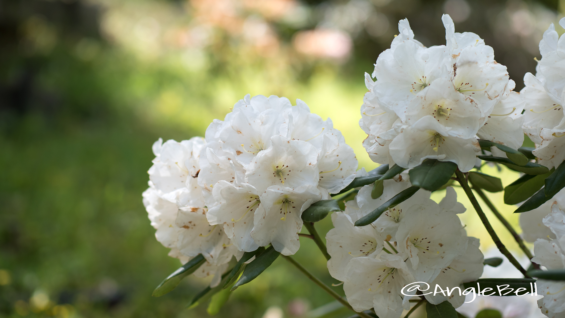 ヤクシマシャクナゲ 屋久島石楠花 Flower Photo2