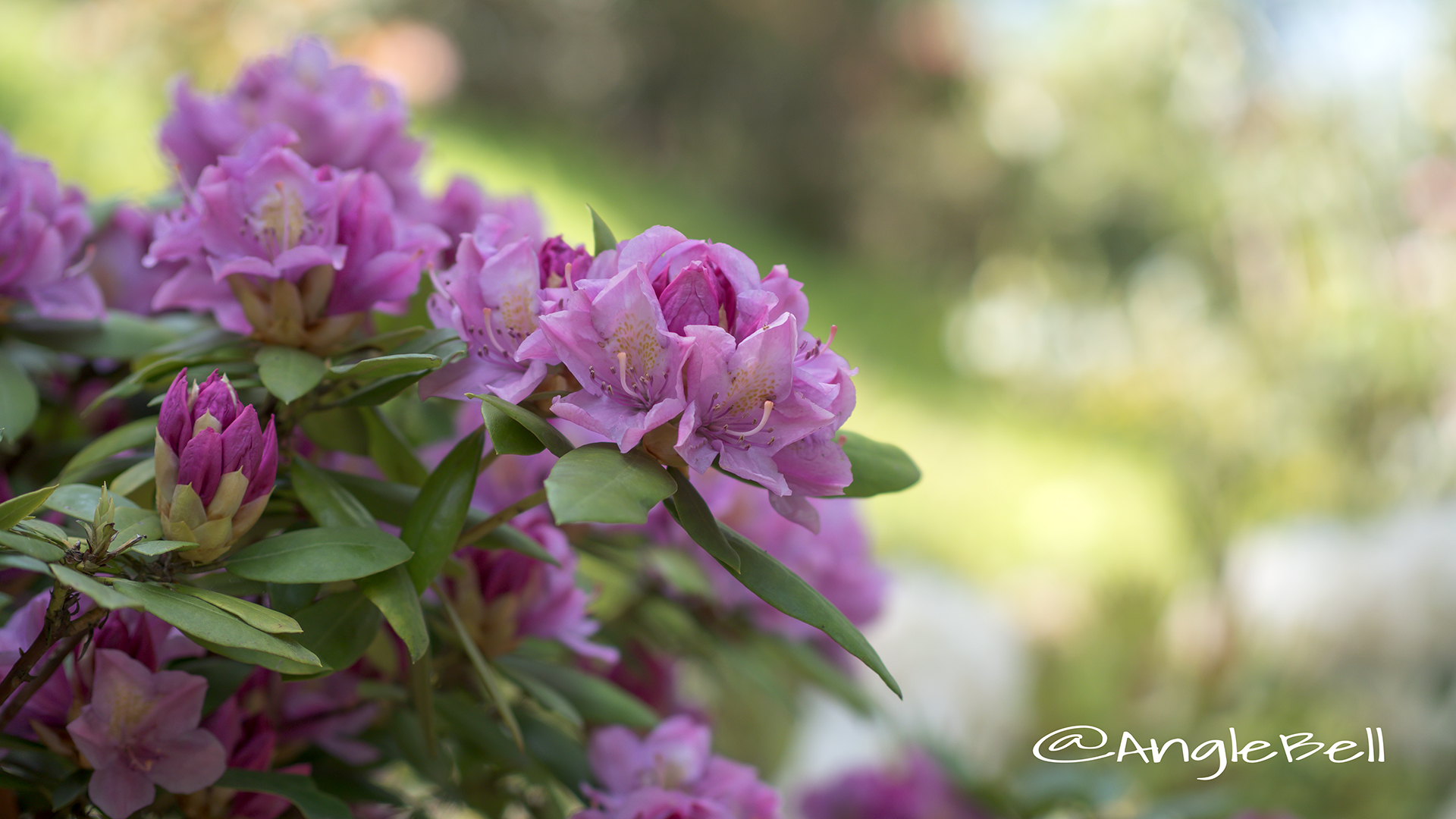 スプリング・タイム (石楠花) Flower Photo2