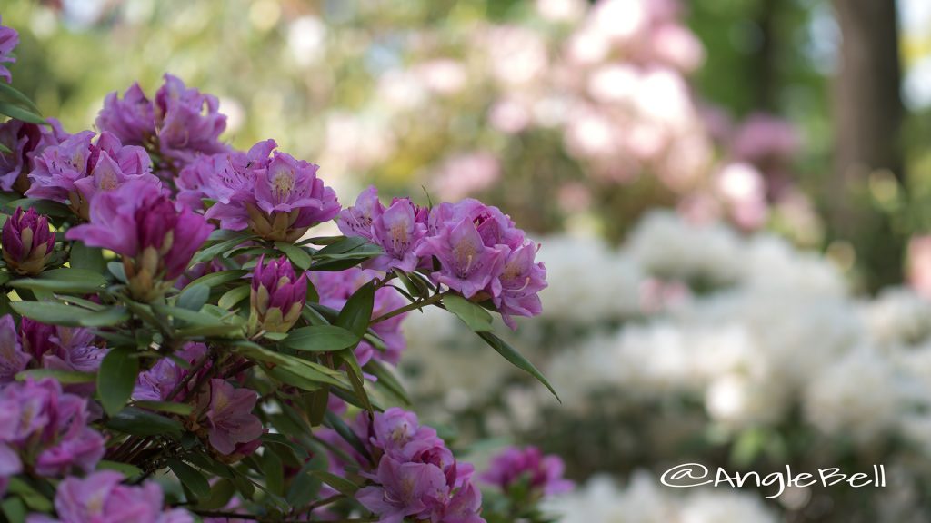 スプリング・タイム (石楠花) Flower Photo1