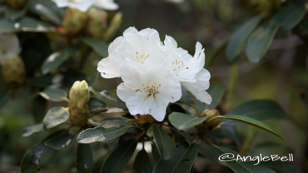 コウザン 黄山 (石楠花) Flower Photo1