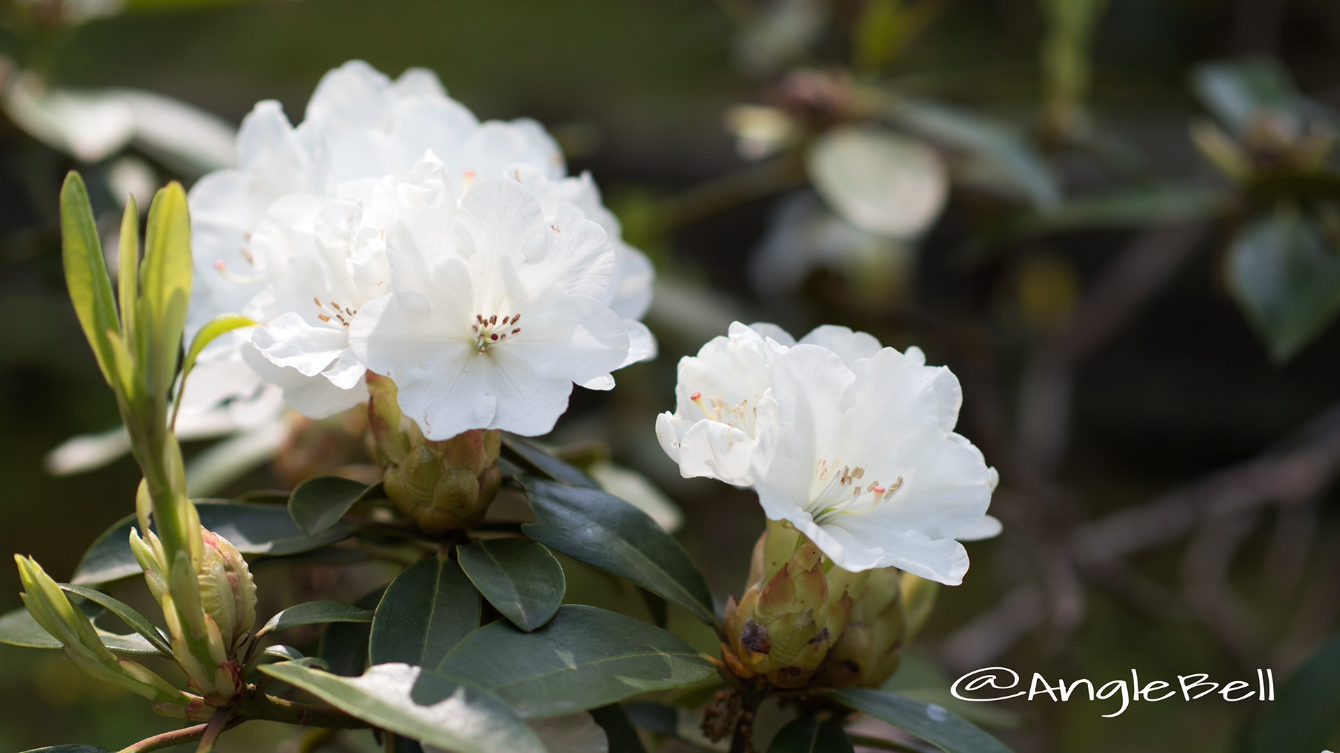 コウザン 黄山 (石楠花) Flower Photo2