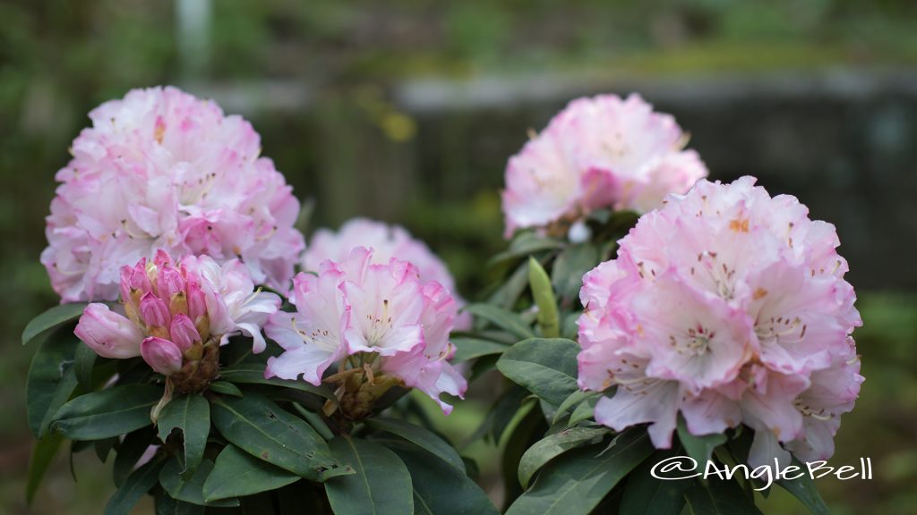 ファースト・ラブ (石楠花) Flower Photo1