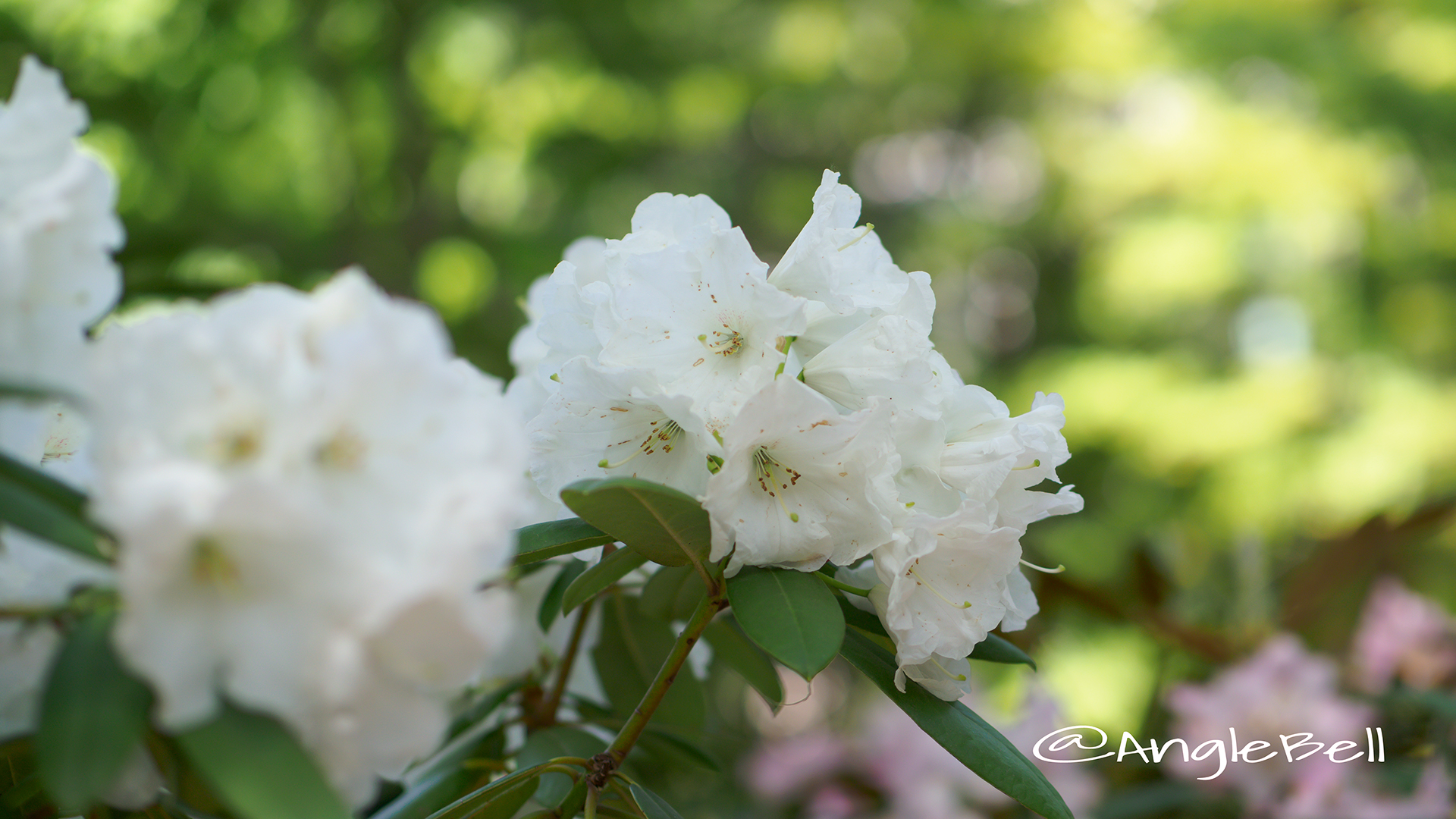 ヒラノシロ 平野白 (石楠花) Flower Photo2