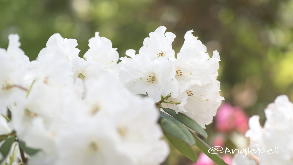 ヒラノシロ 平野白 (石楠花) Flower Photo1
