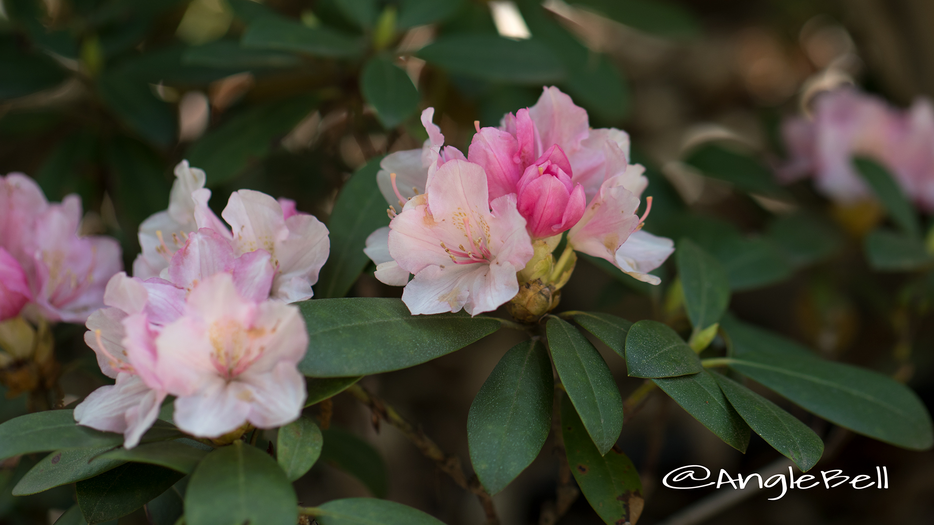 ドック (石楠花) Flower Photo2