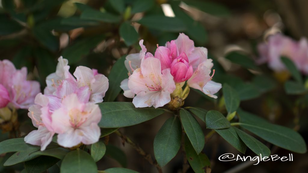 ドック (石楠花) Flower Photo1