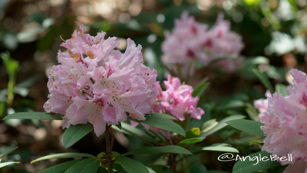 チア・ガール (石楠花) Flower Photo1