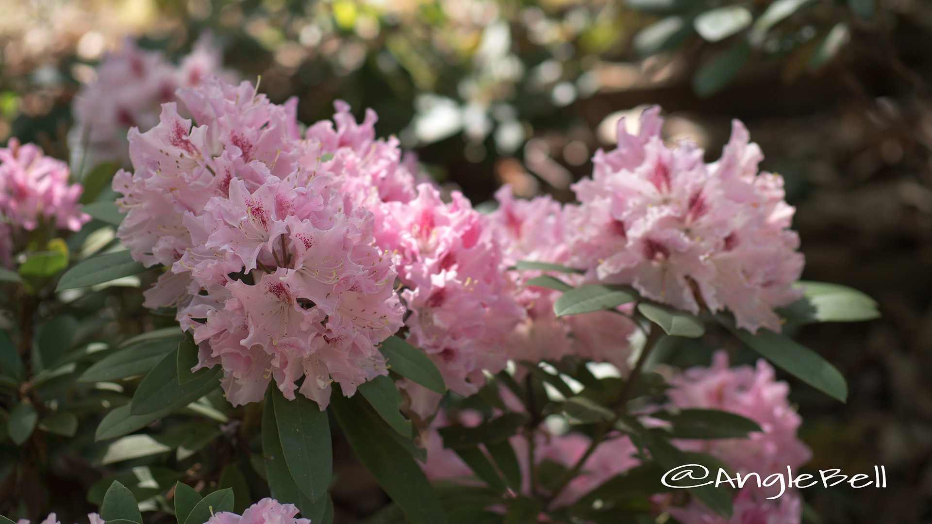 チア・ガール (石楠花) Flower Photo3