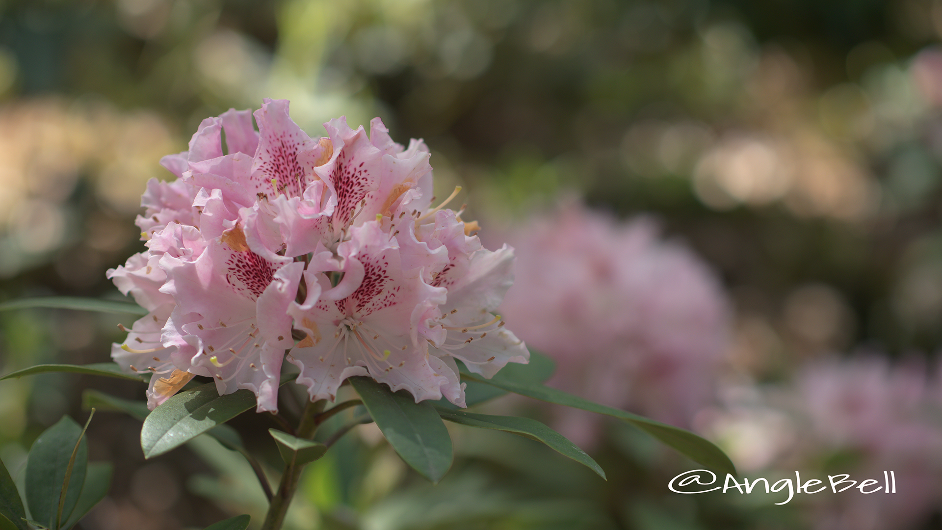 チア・ガール (石楠花) Flower Photo2