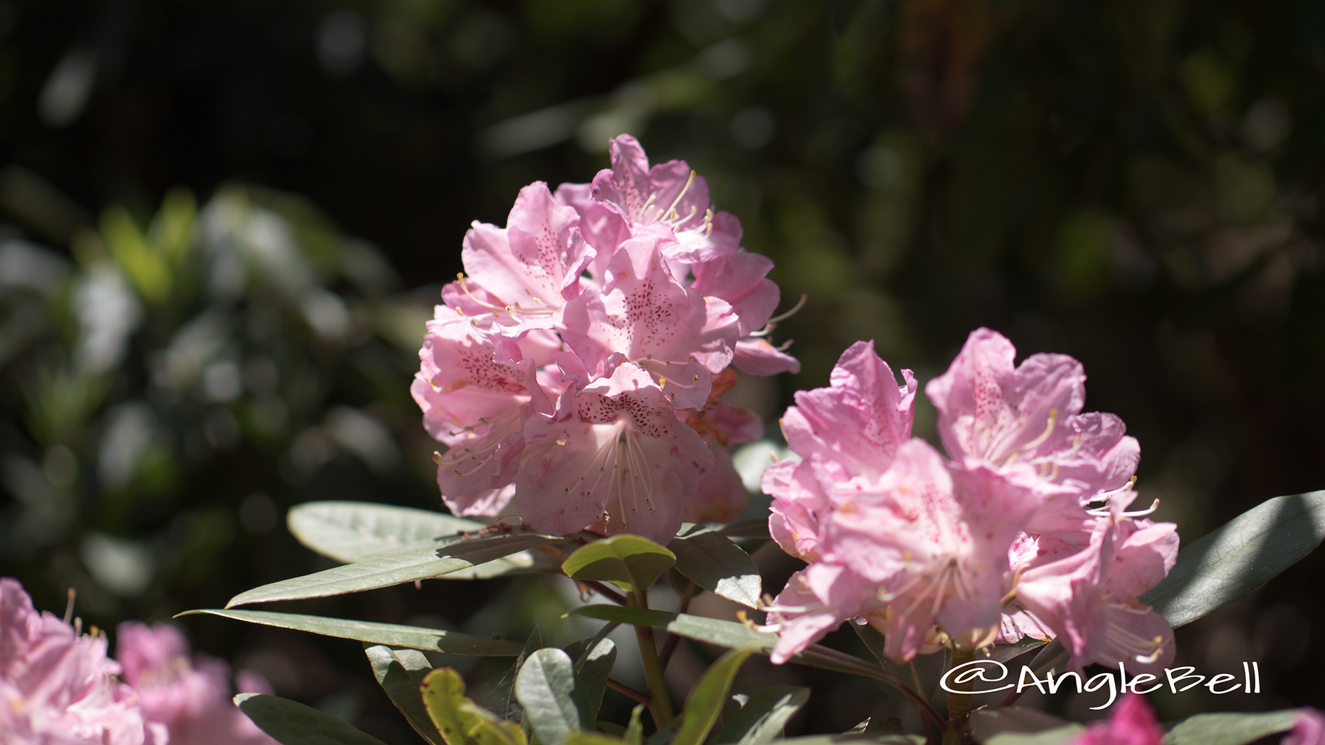 チェリー・ブロッサム (石楠花) Flower Photo2