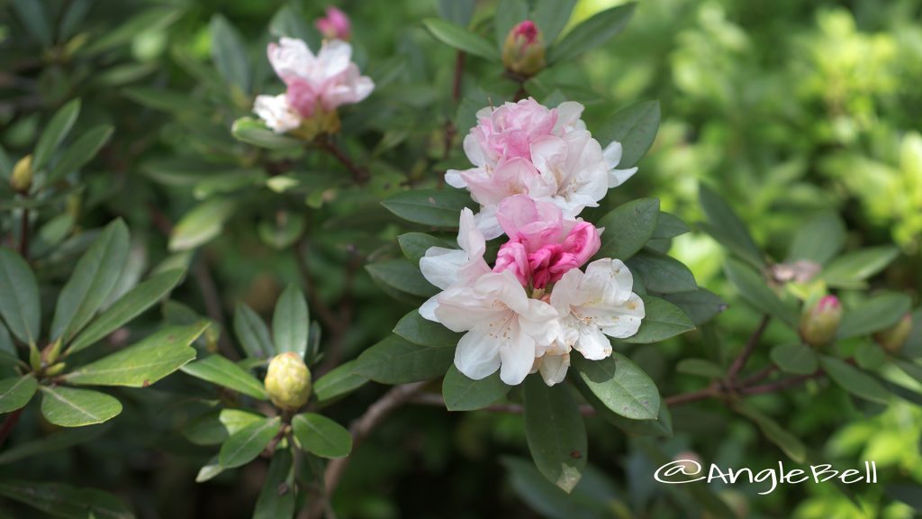 オクハヤデ 奥早出 (石楠花) Flower Photo1
