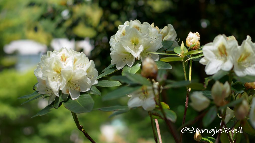 フィリスコーン (石楠花) Flower Photo1