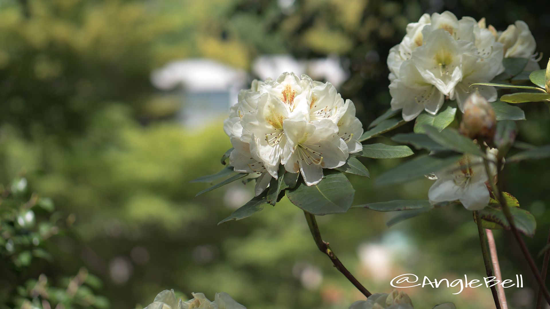 フィリスコーン (石楠花) Flower Photo2