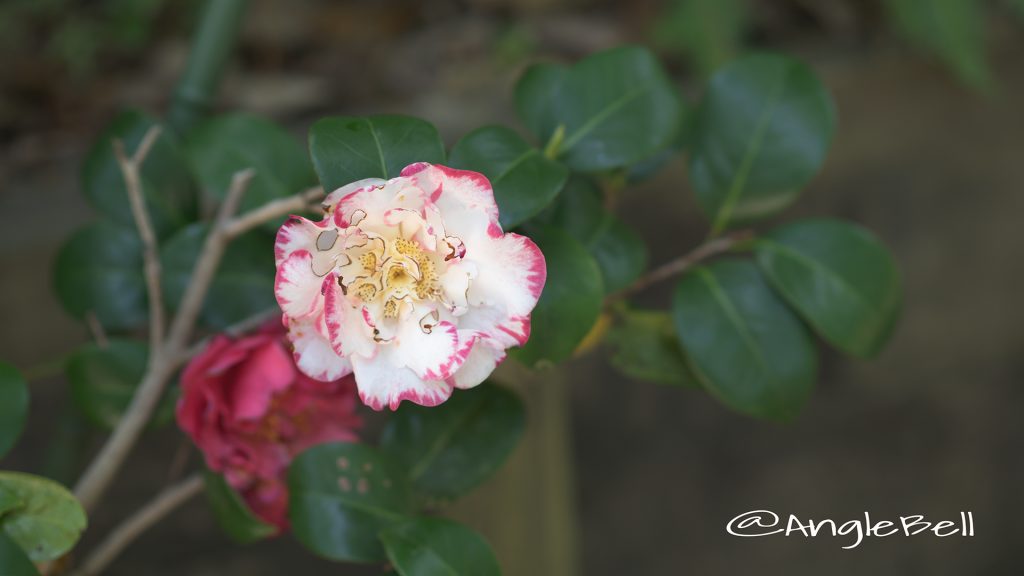 マーガレット・デービス Flower Photo1