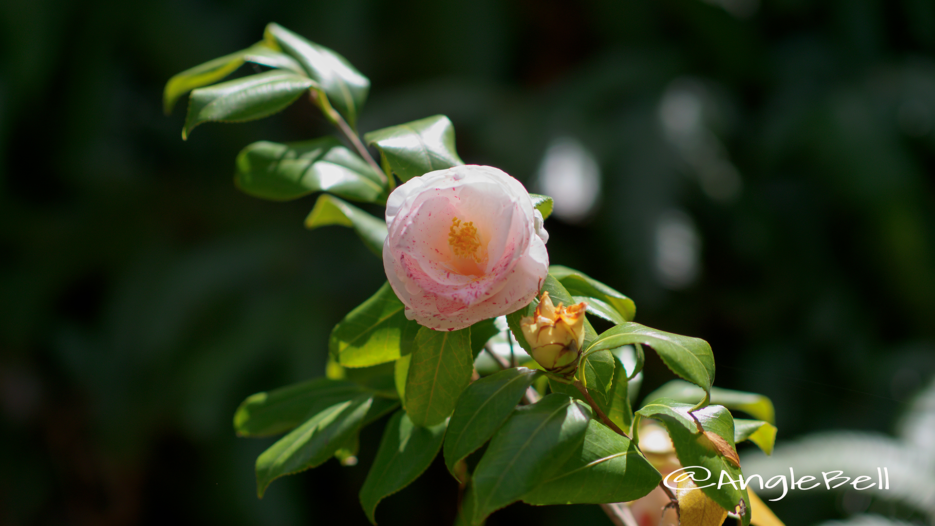 ベティ・フォイ・サンダース Flower Photo2