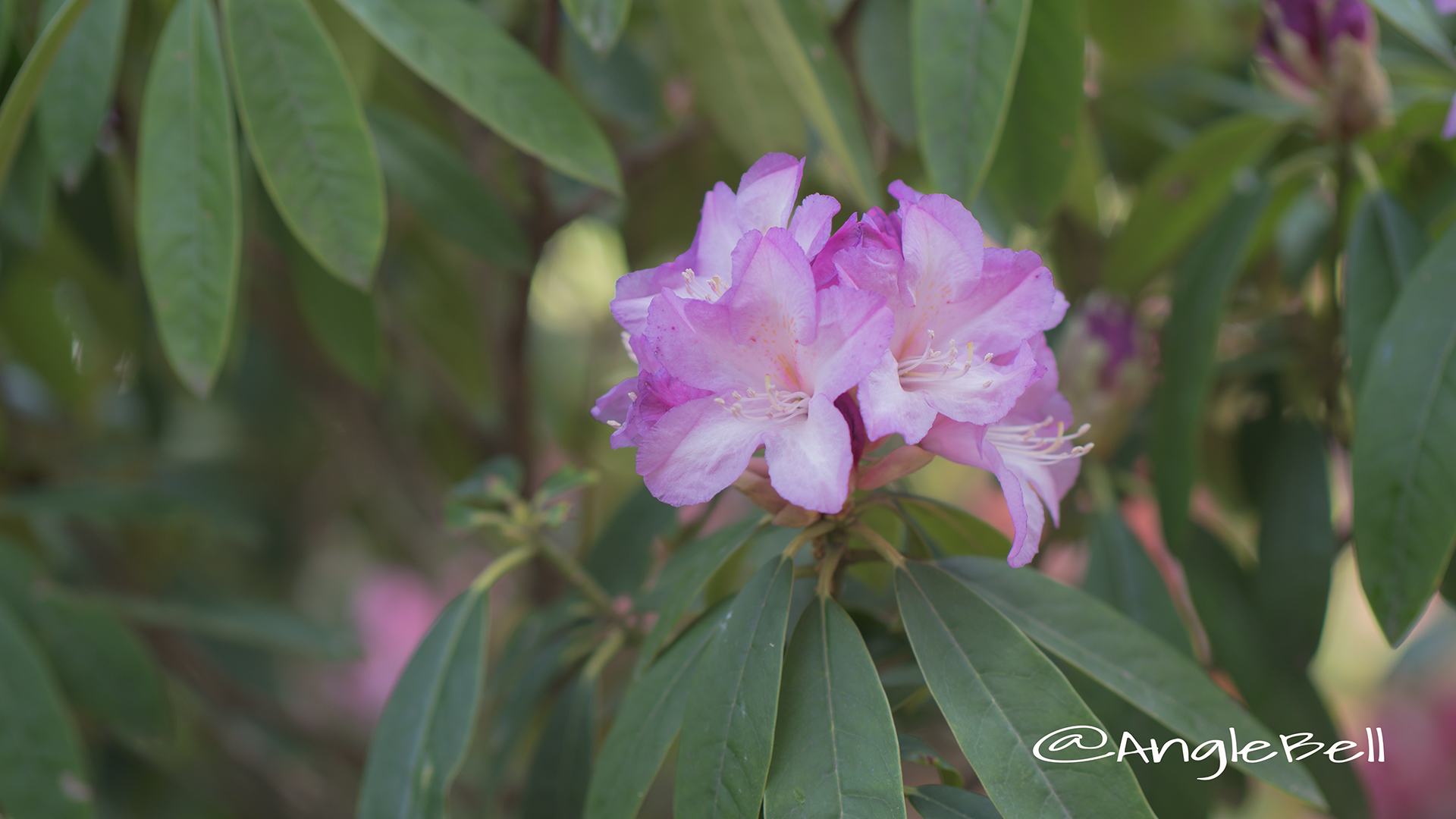 キフジン 貴婦人 (石楠花) Flower Photo2