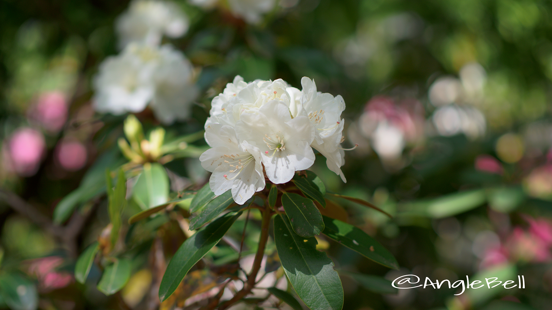 ハツユキ 初雪 (石楠花) Flower Photo2