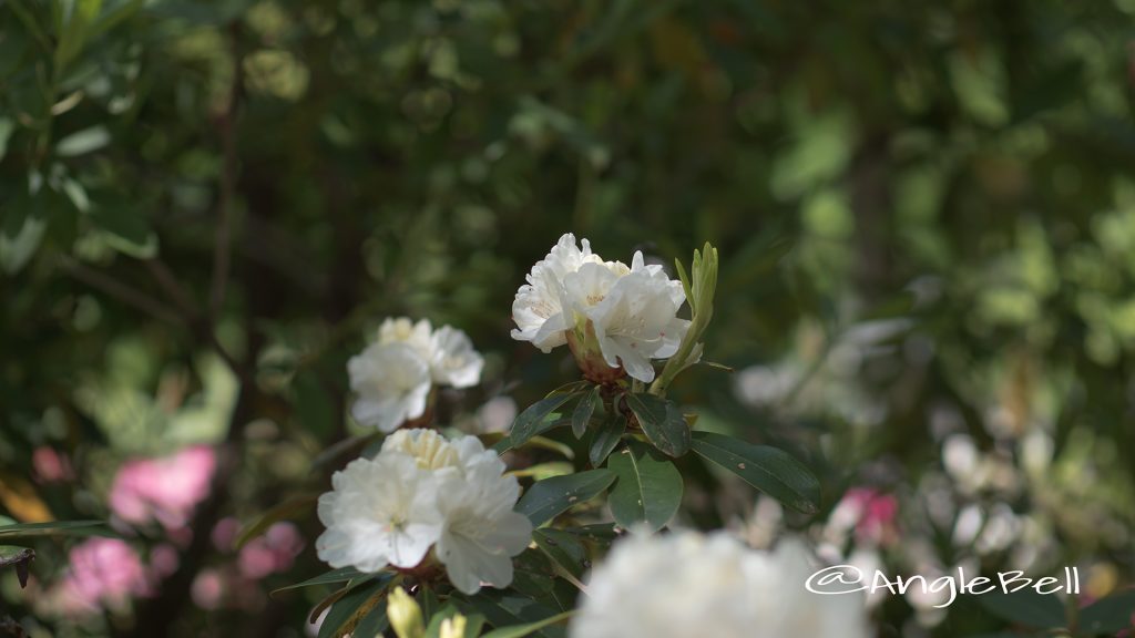 ハツユキ 初雪 (石楠花) Flower Photo1