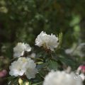 ハツユキ 初雪 (石楠花) Flower Photo1