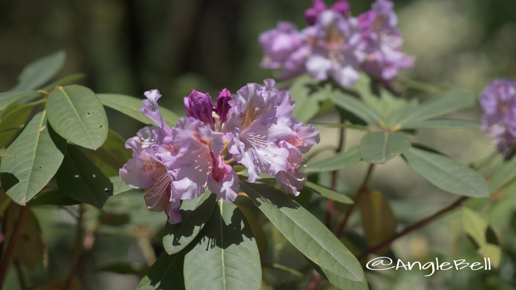 マイムスメ 舞娘 (石楠花) Flower Photo1