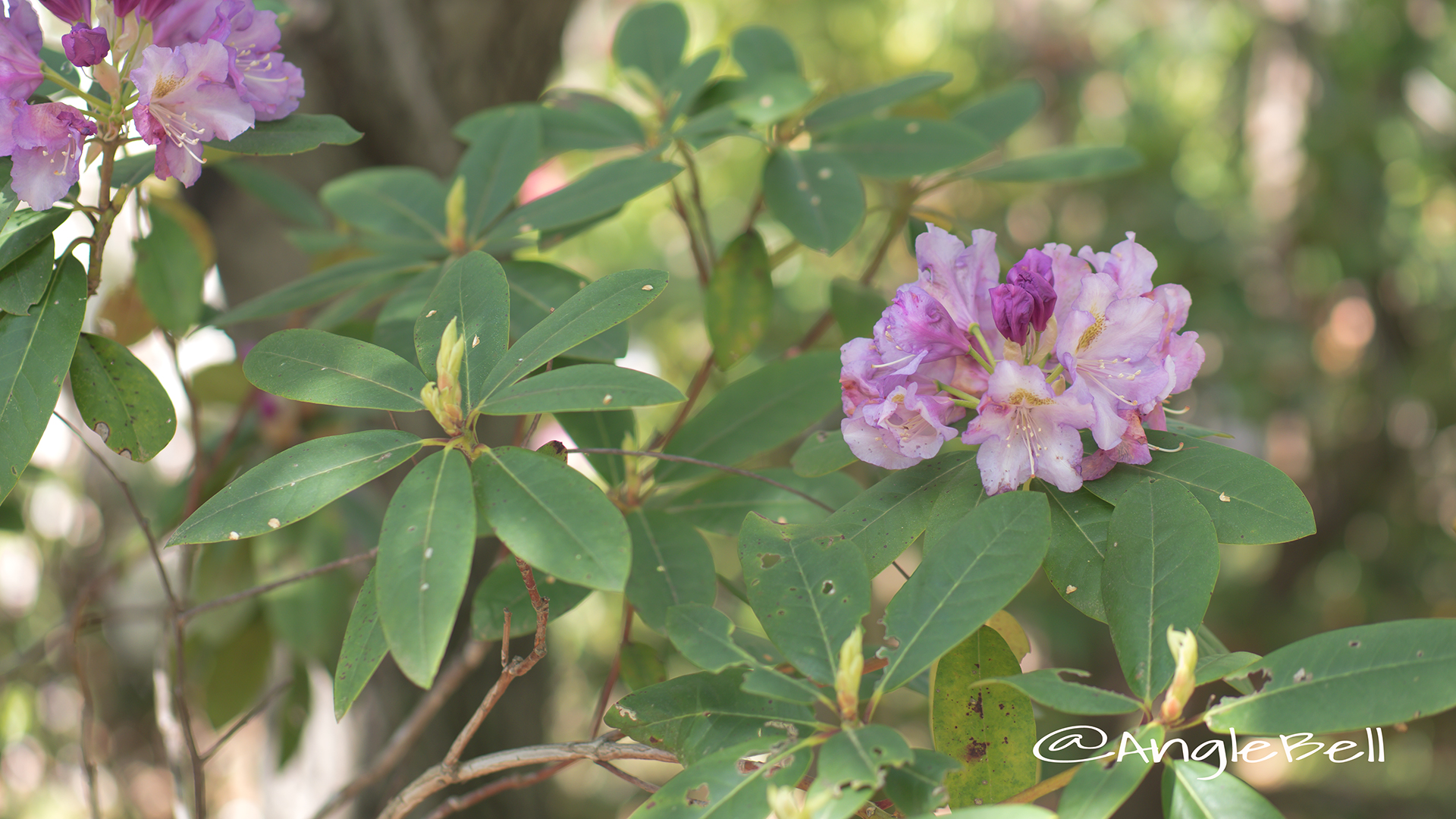 マイムスメ 舞娘 (石楠花) Flower Photo2