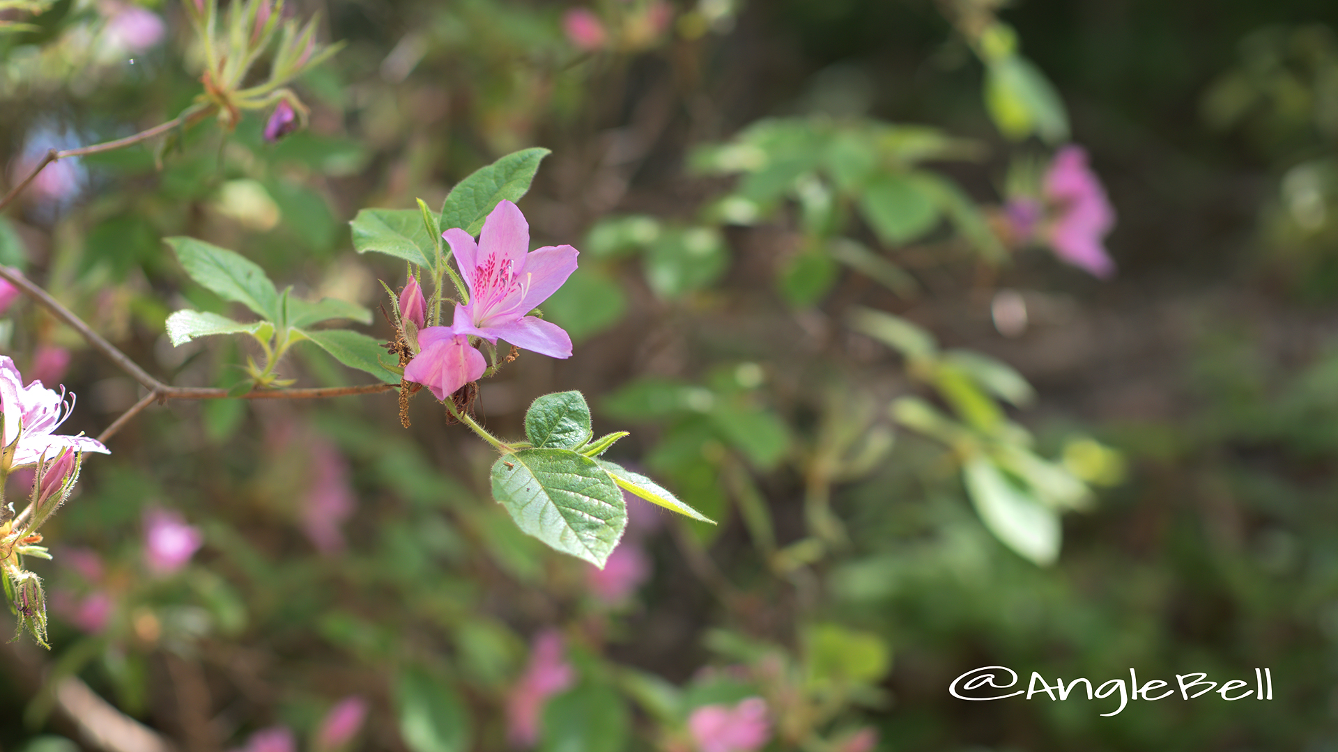 モチツツジ 黐躑躅 Flower Photo2