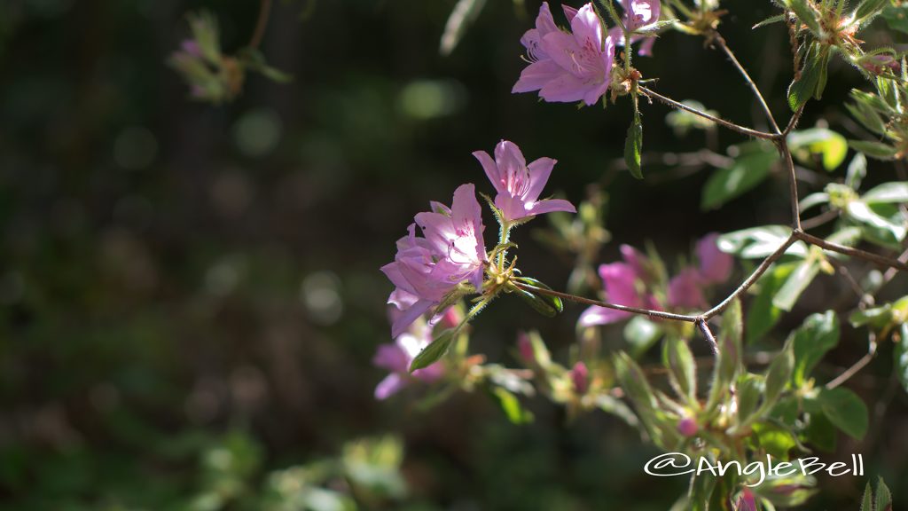 モチツツジ 黐躑躅 Flower Photo1
