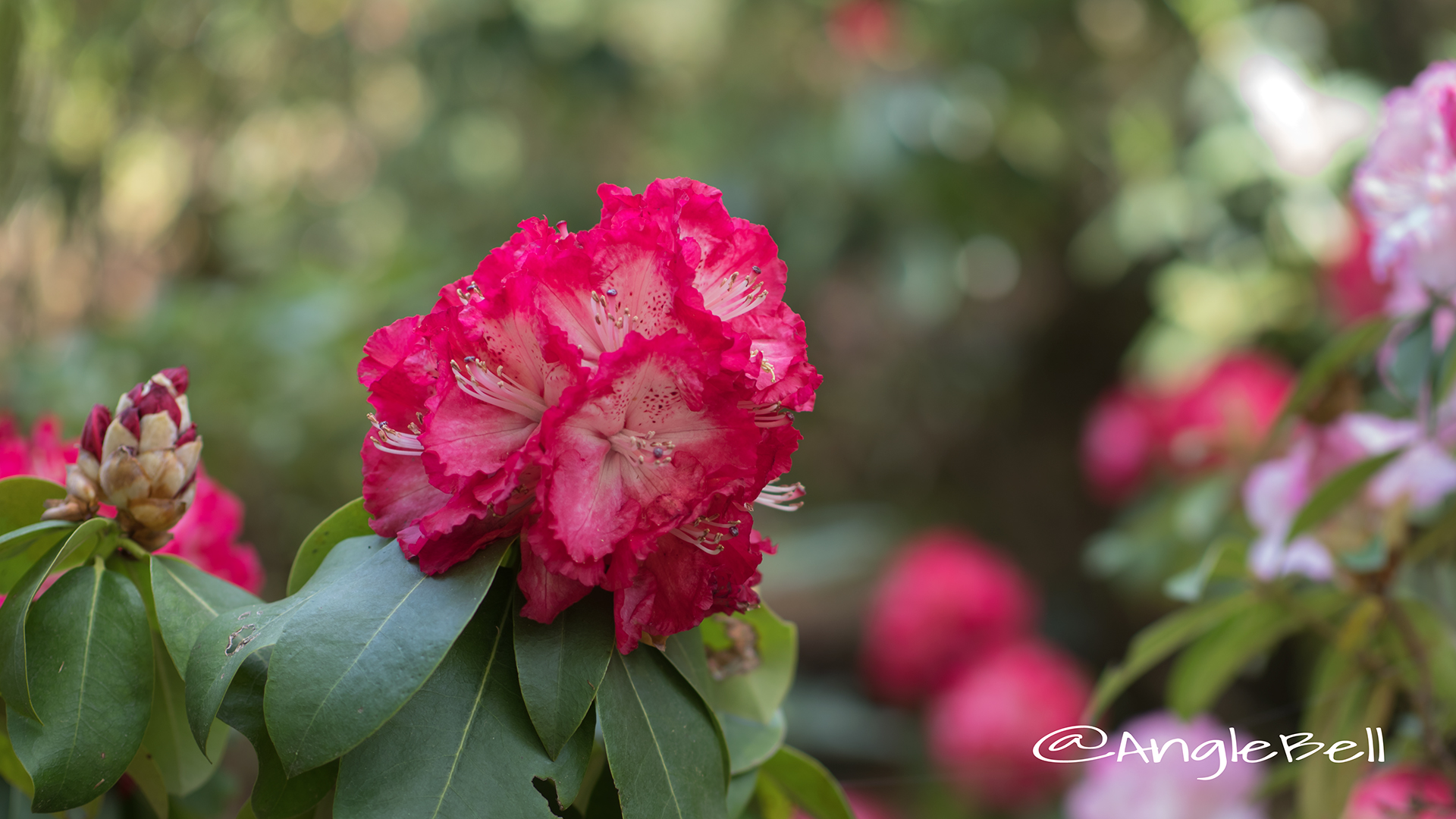 コシノホノオ 越の炎 (石楠花) Flower Photo2