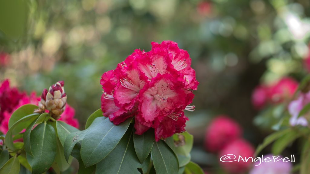 コシノホノオ 越の炎 (石楠花) Flower Photo1