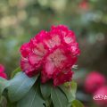 コシノホノオ 越の炎 (石楠花) Flower Photo1