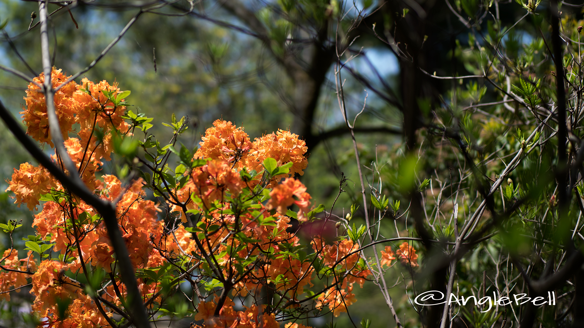 エクスバリーアザレア Flower Photo2