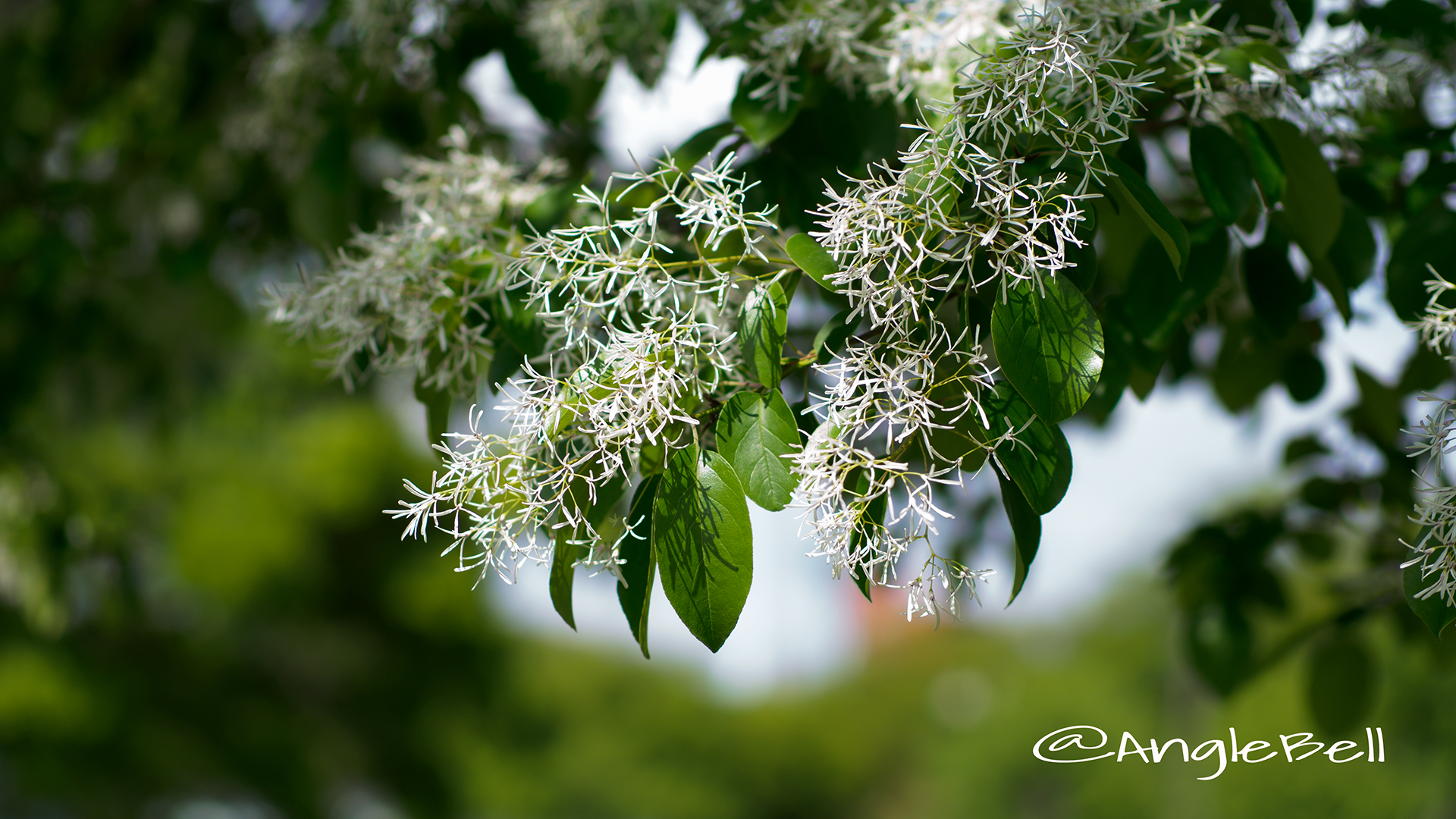 ヒトツバタゴ 一つ葉タゴ Flower Photo4