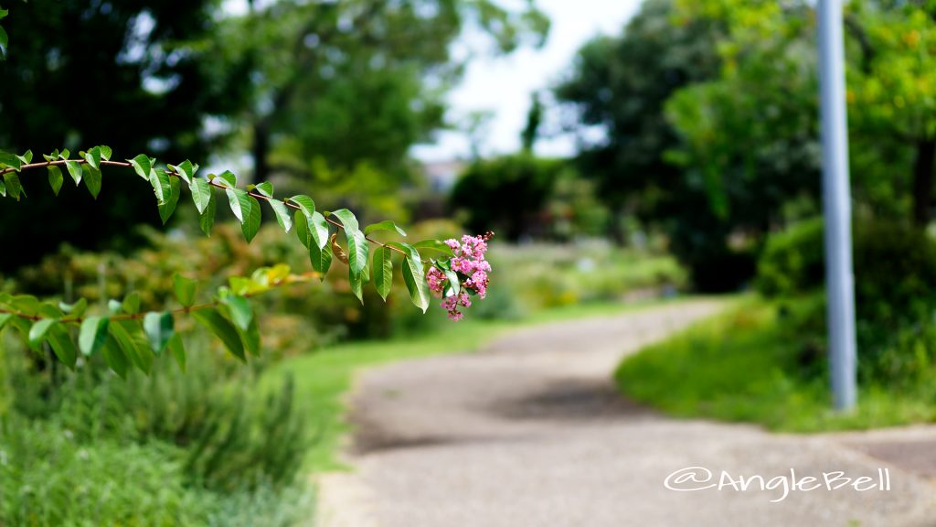 ヒャクジツコウ 百日紅 Flower Photo1