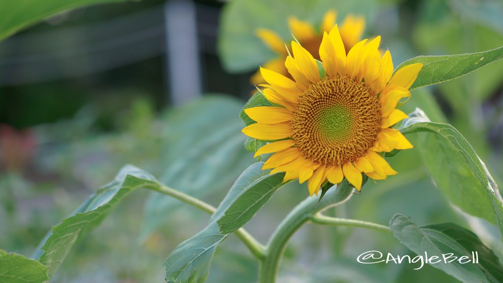 ヒマワリ ロシア Flower Photo1
