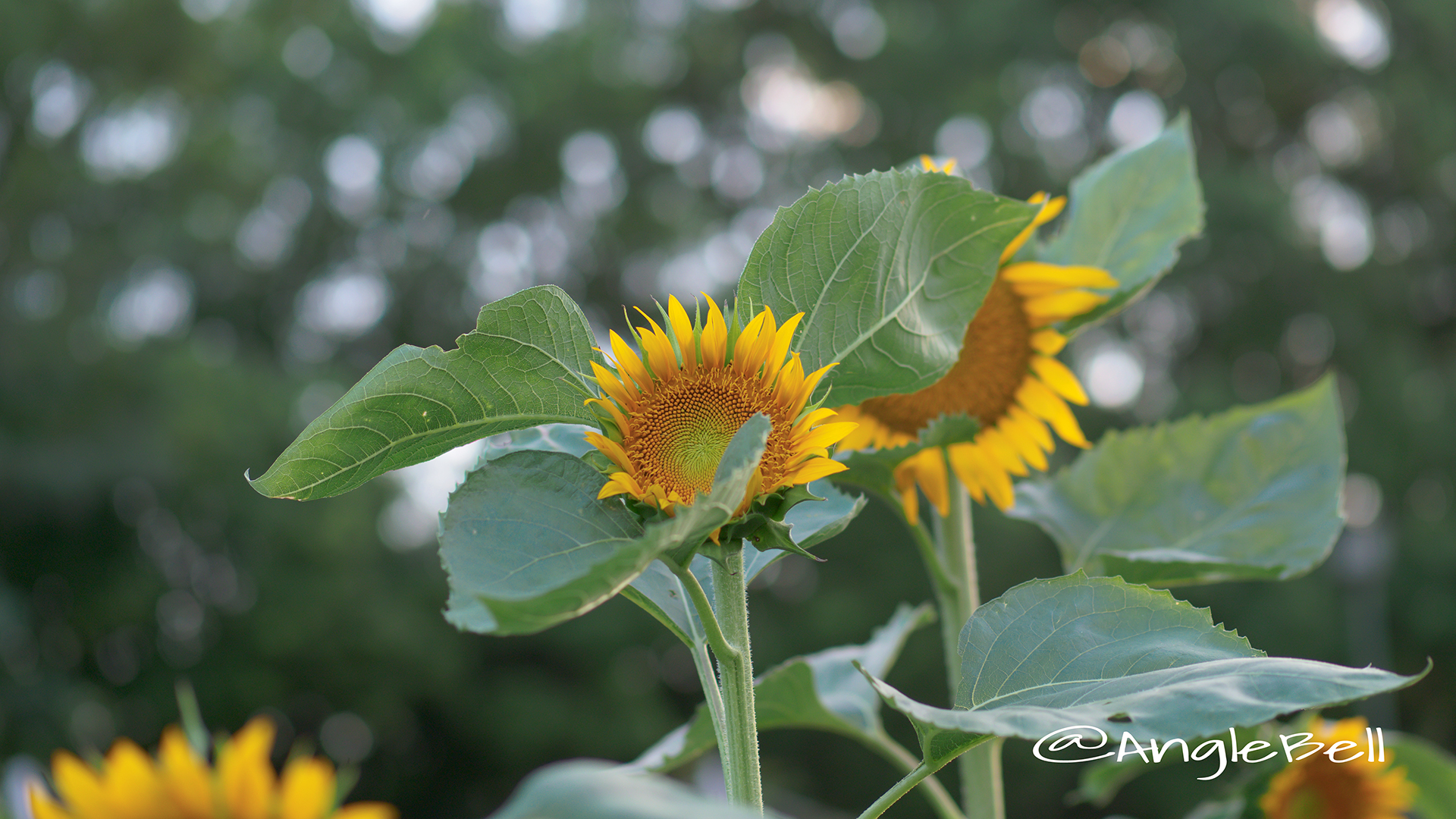 ヒマワリ ロシア Flower Photo2