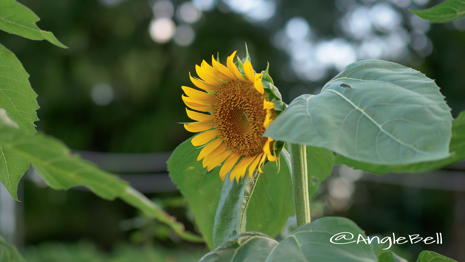 ヒマワリ ロシア Flower Photo3