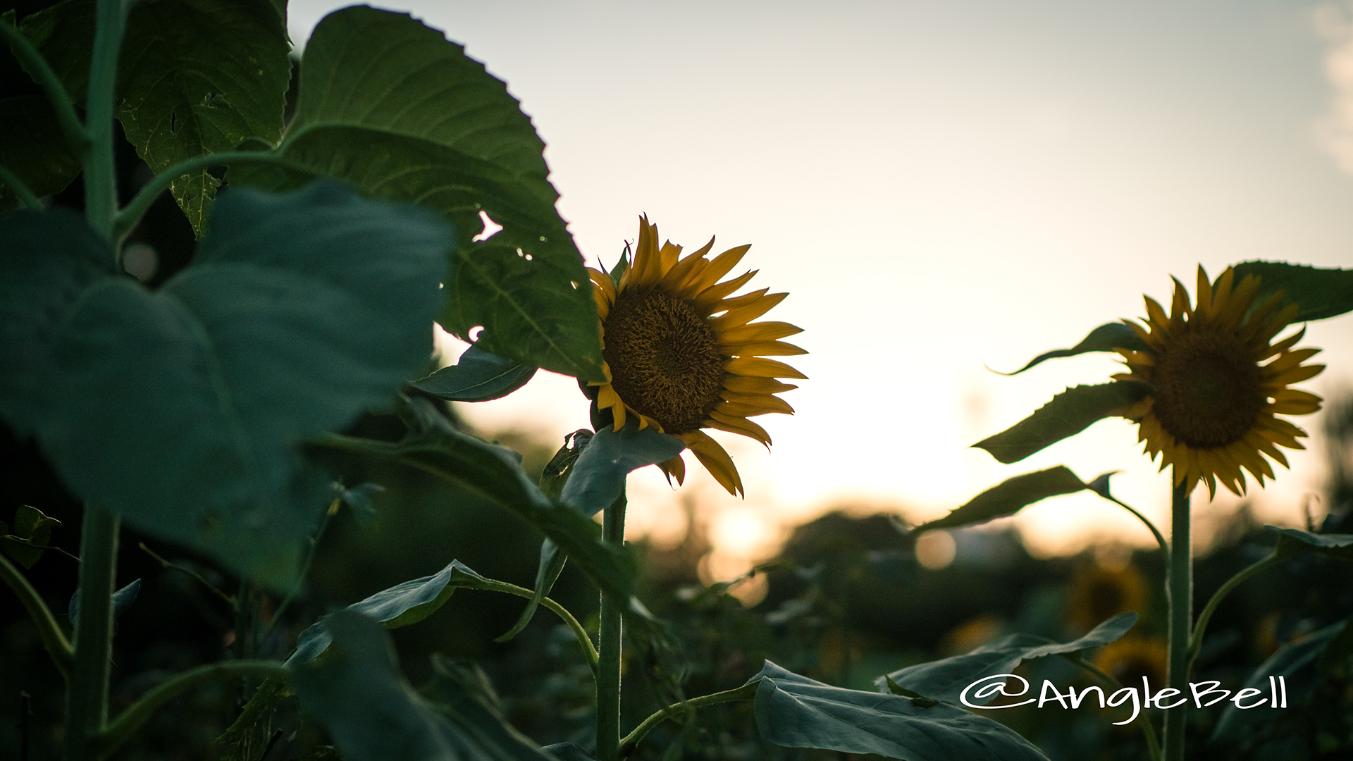 ヒマワリ ロシア Flower Photo5