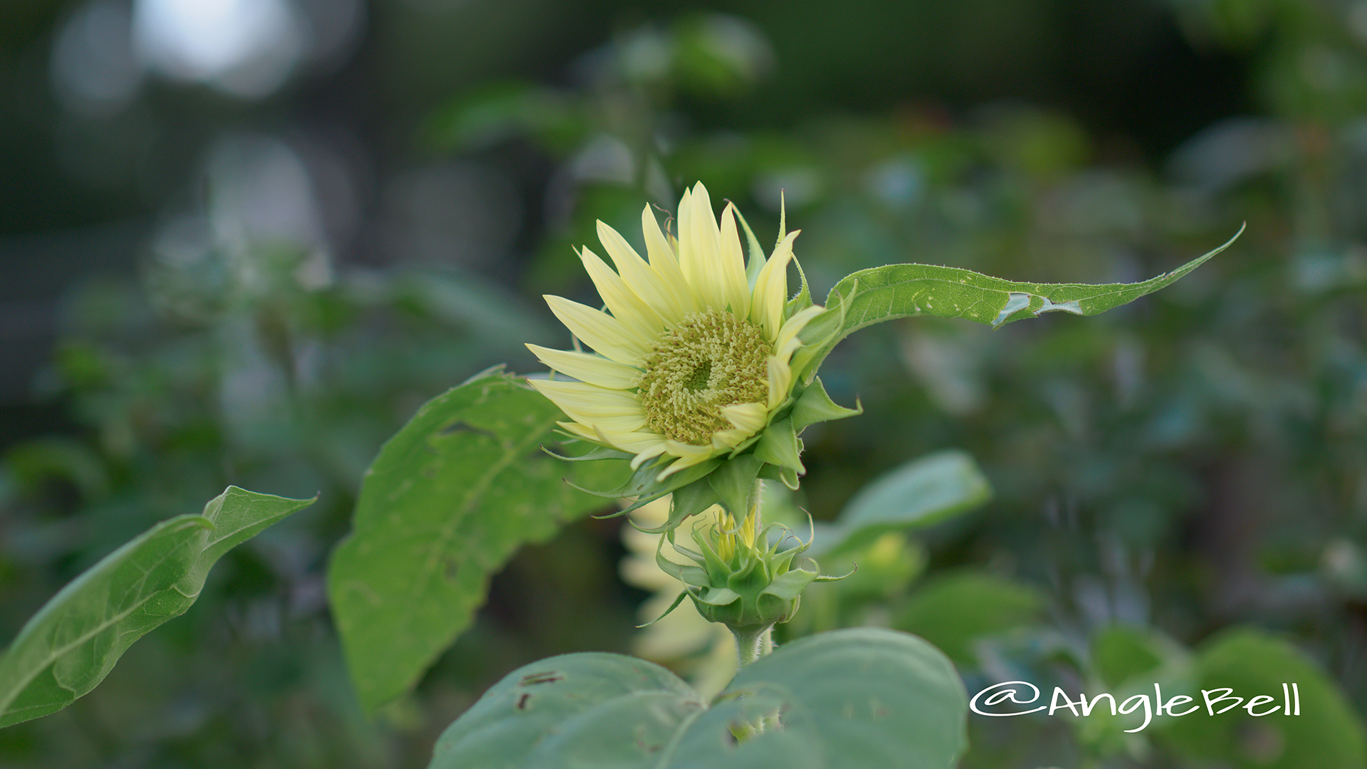 ヒマワリ セーラームーン Flower Photo1