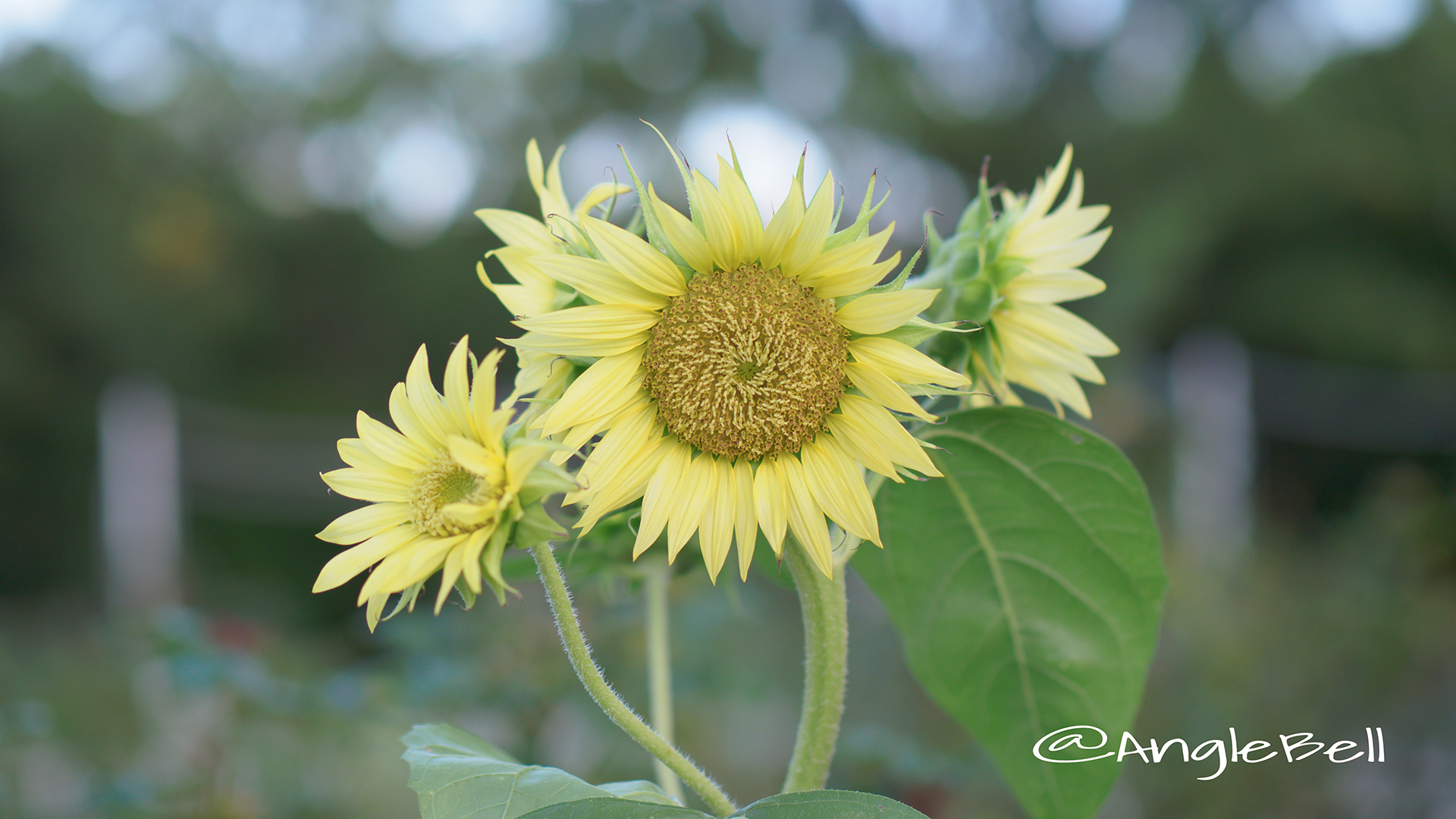 ヒマワリ セーラームーン Flower Photo2