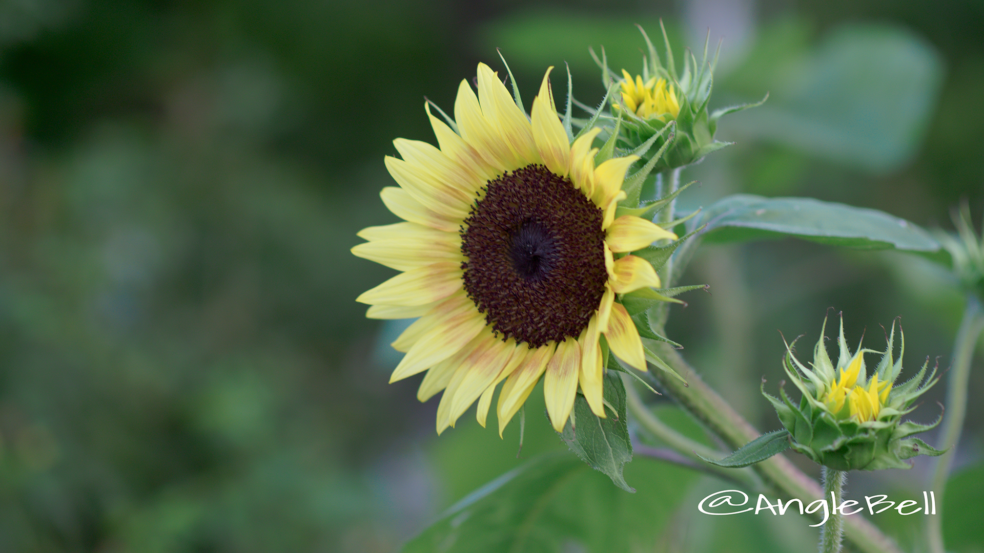 ヒマワリ ルビーエクリプス Flower Photo3