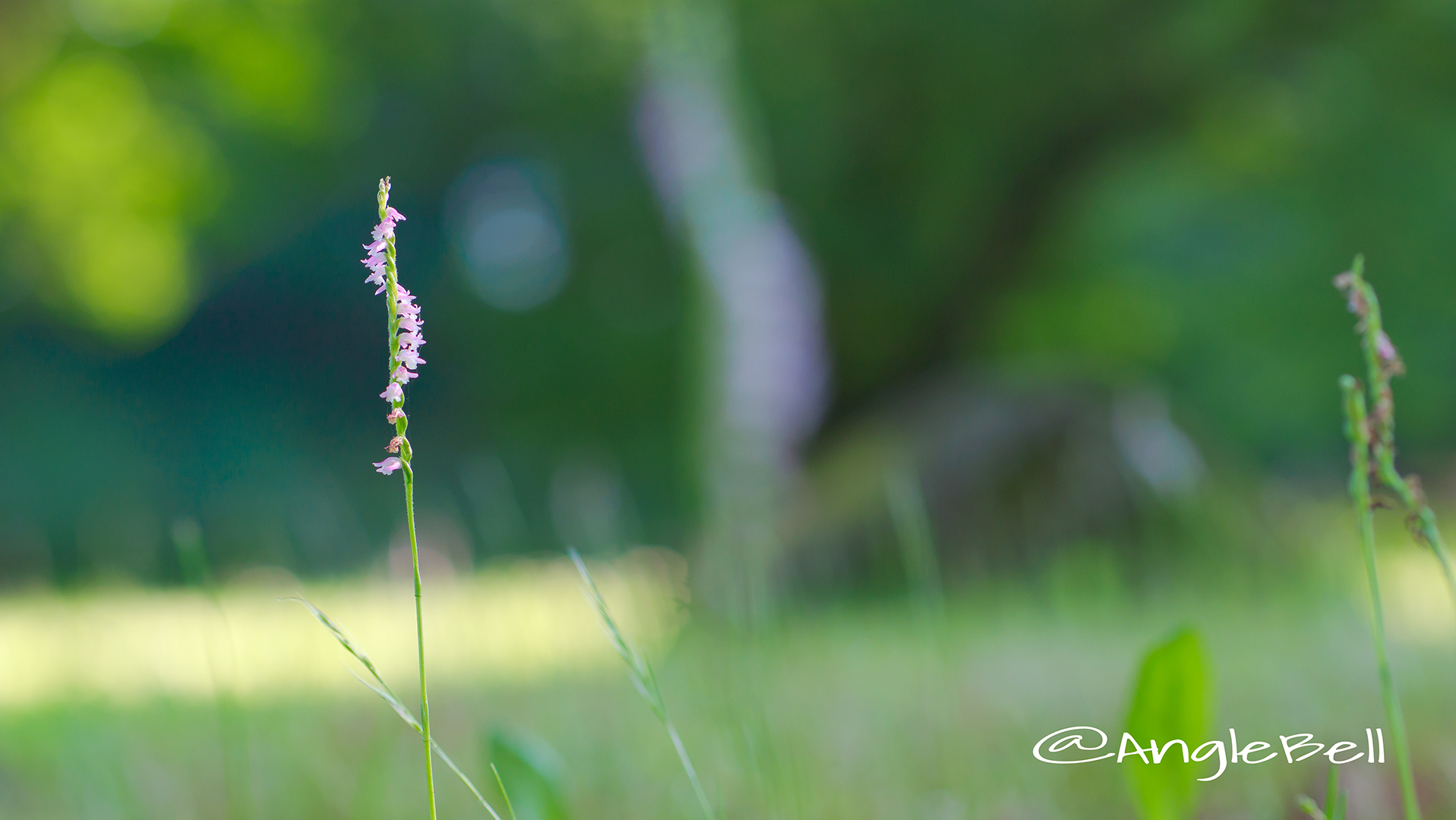 ネジバナ 捩花 Flower Photo5