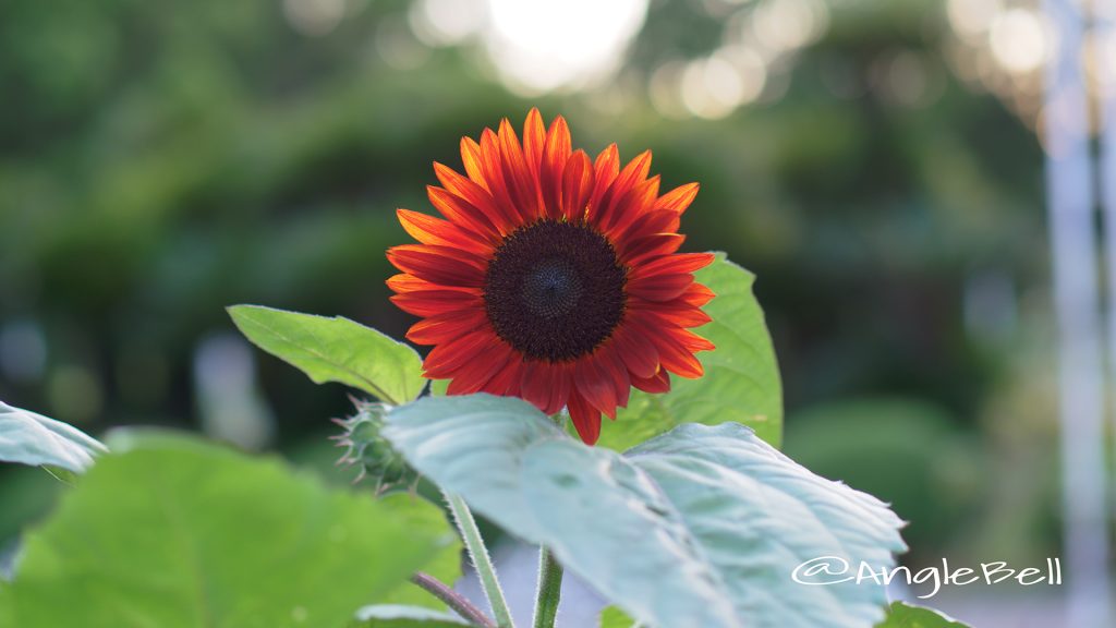 ヒマワリ ブラッドレッド Flower Photo1