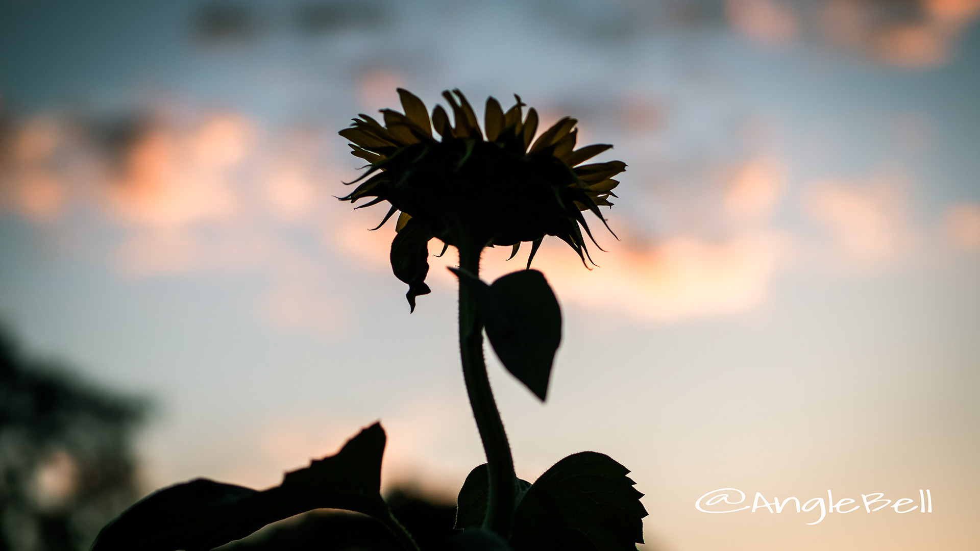 ヒマワリ ビューティフルサン Flower Photo4