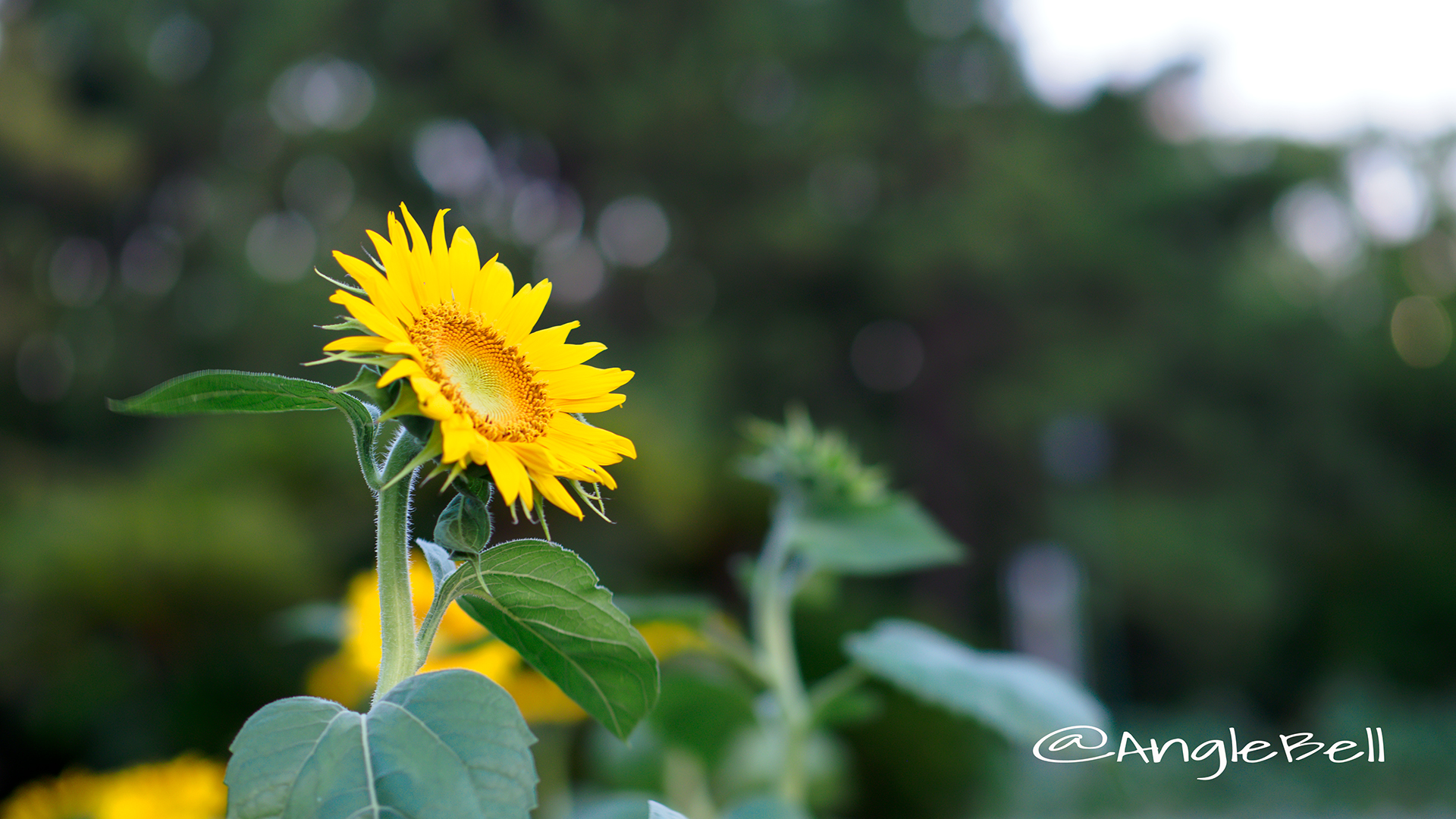 ヒマワリ ビューティフルサン Flower Photo3