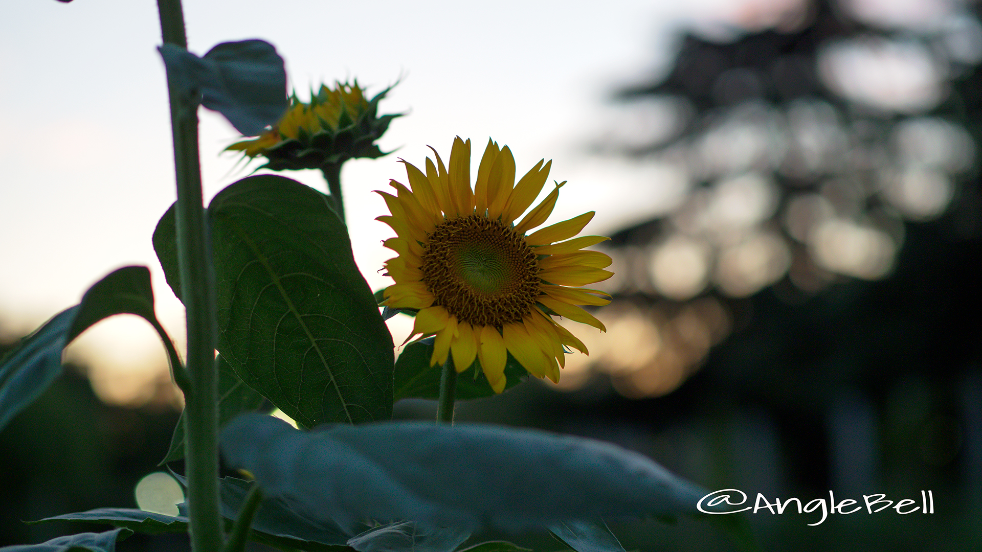 ヒマワリ ビューティフルサン Flower Photo2